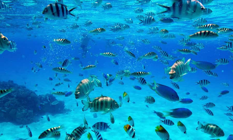 Bora Bora: 1/2 day lagoon safari - Shared tour - Stop 2: the coral garden, where the reef does the talking