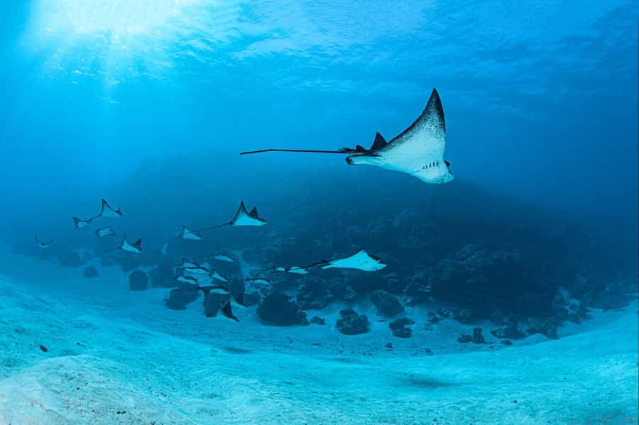 Bora Bora: 1 afternoon dive for certified divers - Key Things That Make This Bora Bora Scuba Outing Worth Your Time