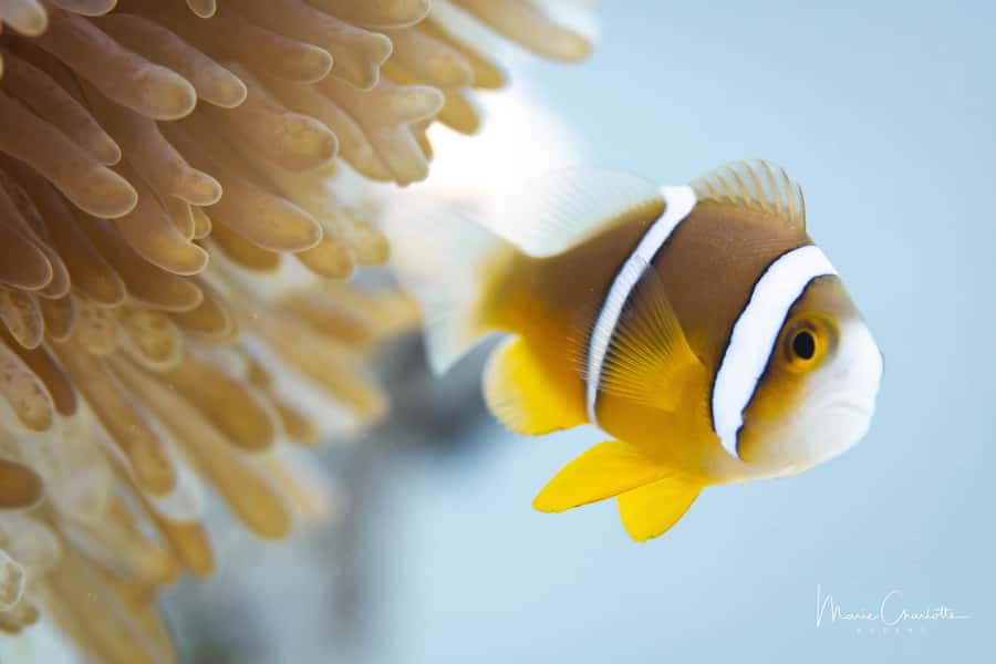 Bora Bora: 1 afternoon dive for certified divers - Before You Go: What the Briefing and Equipment Time Really Means