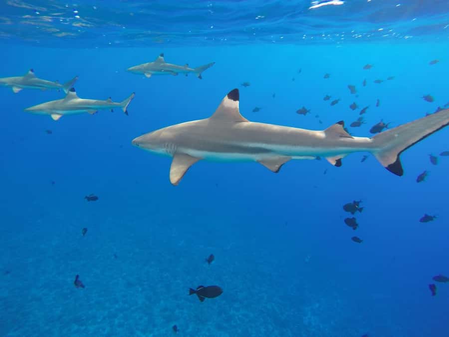 Bora Bora: 3.5-Hour Lagoon Boat Tour with Snorkeling - Stop 1: manta rays at the feeding ground