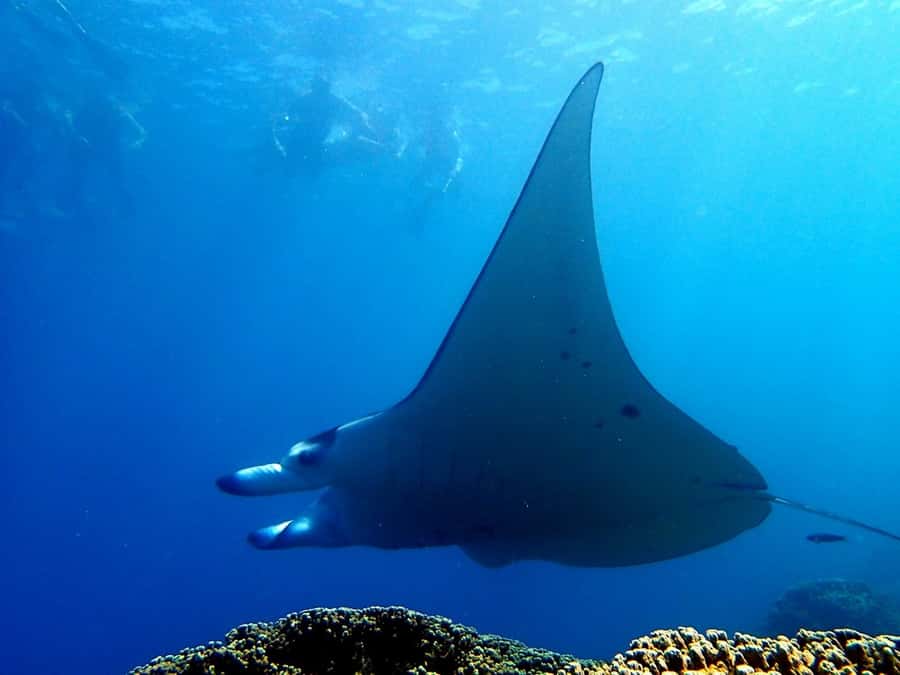 Bora Bora: 3.5-Hour Lagoon Boat Tour with Snorkeling - Stops 2 and 3: coral gardens and reef viewing with a guide