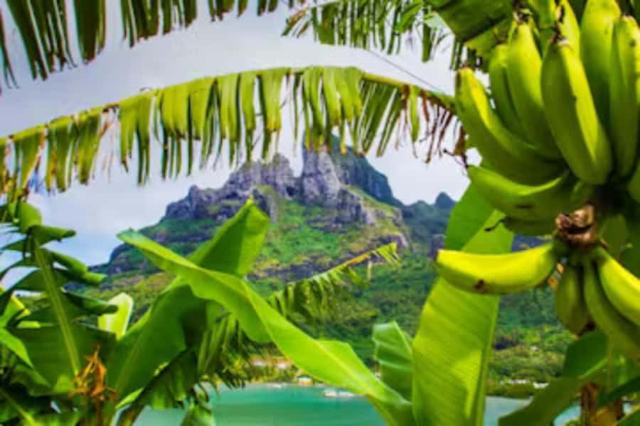 Bora Bora: 4WD History & Culture Tour - The WW2 Stops: American Sites From 1942