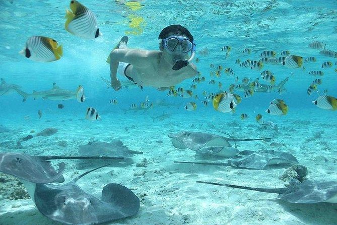 Bora Bora 4WD Tour & Eco Shark & Ray Snorkel Cruise - The day’s flow: timing, group size, and what to pack