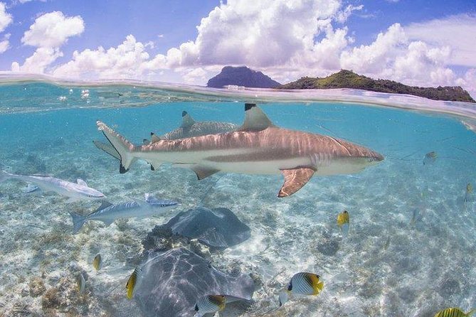 Bora Bora 4WD Tour & Eco Shark & Ray Snorkel Cruise - Price and value: why $260.58 can make sense here