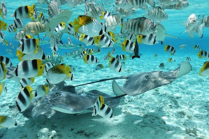Bora Bora 4WD Tour & Eco Shark & Ray Snorkel Cruise - Who should book this Bora Bora combo, and who should skip it