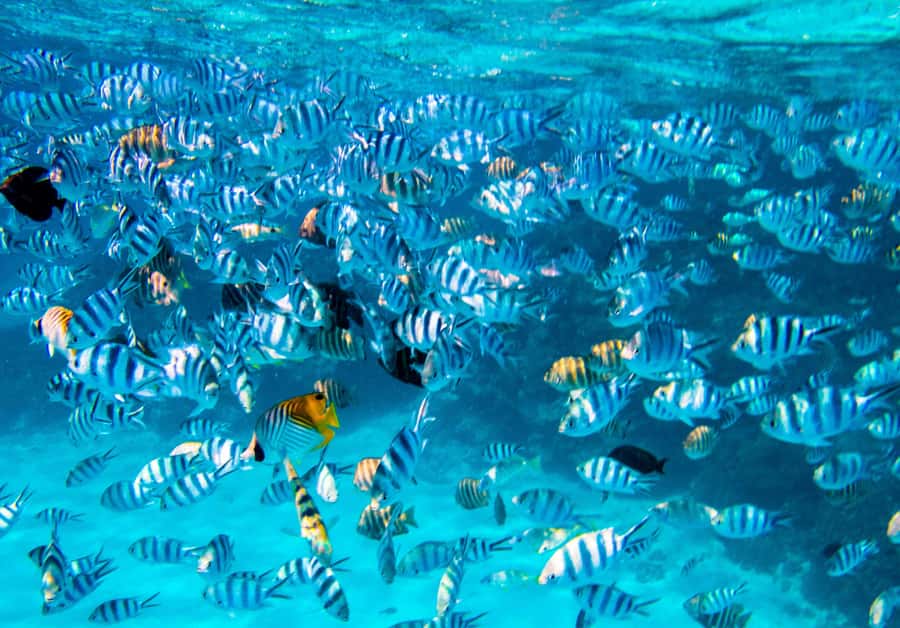 Bora Bora: 4x4 Safari with Snorkelling Combo Tour - Coral garden fish plus the boat rhythm between stops