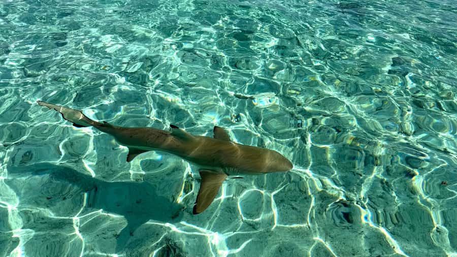 Bora Bora: Blue Lagoon Cruise, Snorkeling and Lunch . - Sharks and Rays Viewing: Respect, Safety, and Knowing Where to Look