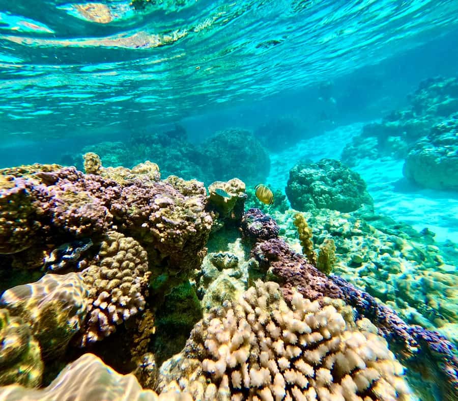 Bora Bora: Blue Lagoon Cruise, Snorkeling and Lunch . - Who This Tour Suits Best (And Who Should Skip It)