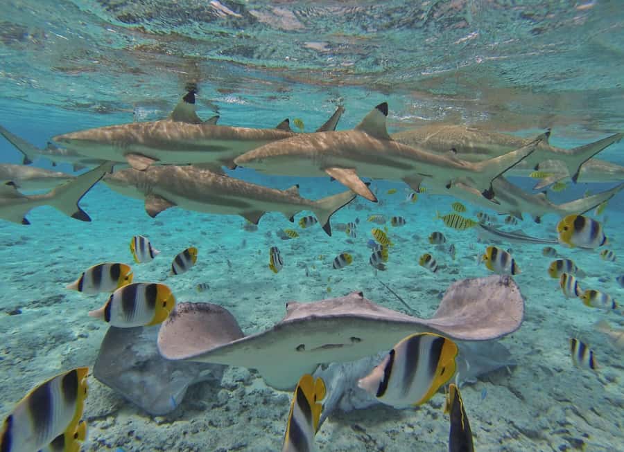 Bora Bora by Land and Sea: 4WD Safari and Snorkel - Lunch at Bloody Mary’s, and what happens during the annual closure
