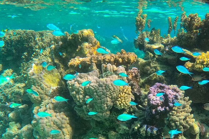 Bora Bora Combo Tour: Lagoon Cruise and 4WD Tour Including Snorkeling - Lunch on the motu: why this break is more than included food
