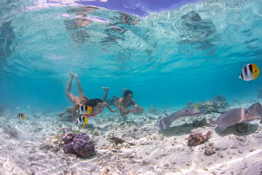 Bora Bora: Eco Shark and Snorkeling Safari - Key Highlights You Should Care About