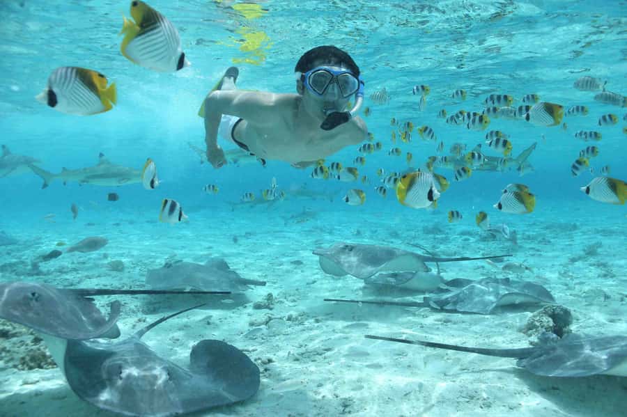 Bora Bora: Eco Shark and Snorkeling Safari - Why This Afternoon Shark Safari Feels Like Bora Bora