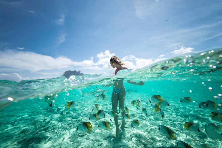Bora Bora: Eco Shark and Snorkeling Safari - First Snorkeling Stop: Lagoon Reef Life, Including Sharks and Stingrays