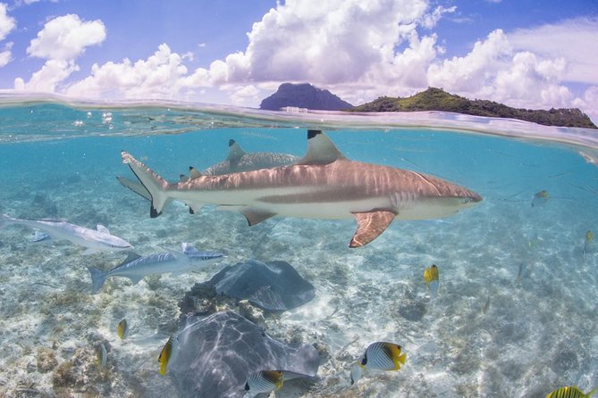 Bora Bora Eco Snorkel Cruise Including Snorkeling with Sharks and Stingrays - Wildlife along the way: what might show up and why timing matters