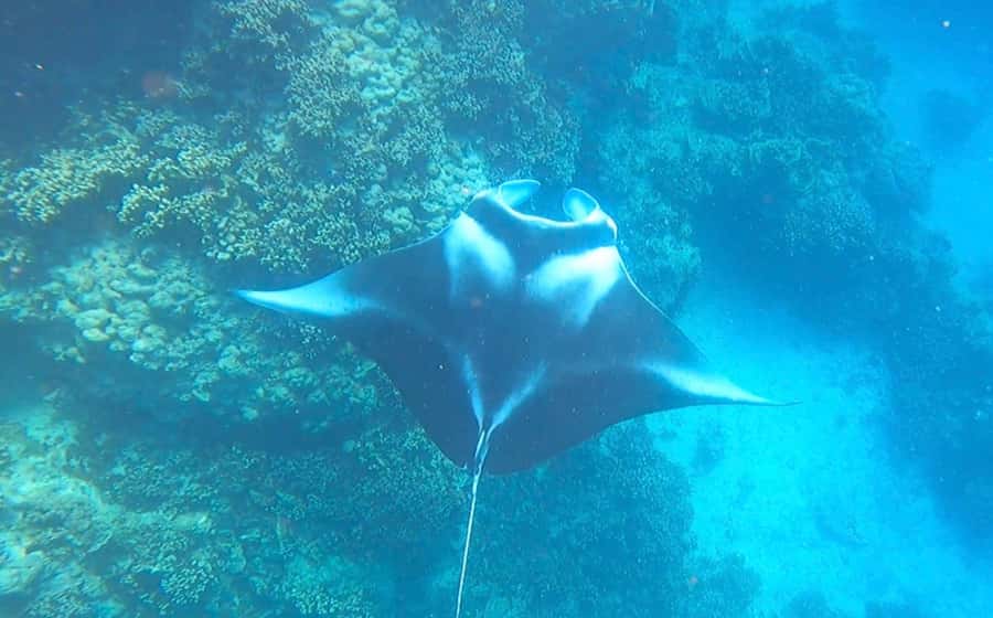 Bora Bora: Full day Lagoon Safari & Lunch on a Motu - ST - Bora Bora Lagoon Safari, the real rhythm of the day