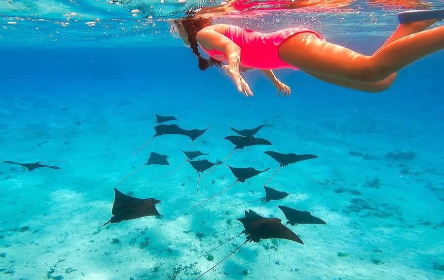 Bora Bora: Full day Lagoon Safari & Lunch on a Motu - ST - Equipment, drinks, and what the tour provides
