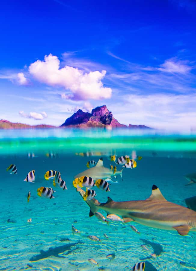 Bora Bora: Full-Day Lagoon Snorkelling Tour - Circle island boat cruising over Bora Bora’s lagoon
