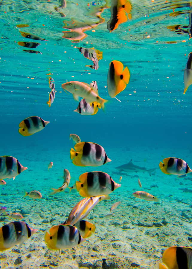 Bora Bora: Full-Day Lagoon Snorkelling Tour - Timing, pickup, and what to bring for a smooth start