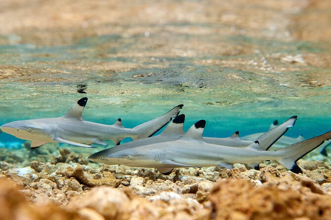 Bora Bora Full Day Snorkeling with Lunch - Motu Fanfan Lunch: Beach Time, Polynesian Food, and Real Facilities