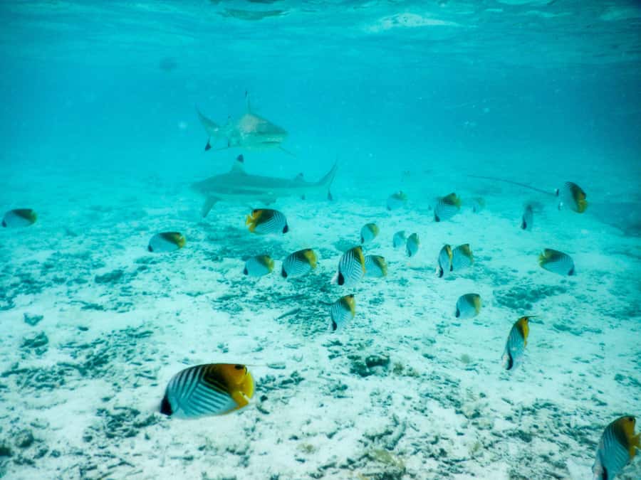 Bora Bora: Half-Day Lagoon Snorkelling Tour - Reef-edge sharks: seeing them close, without the scare show