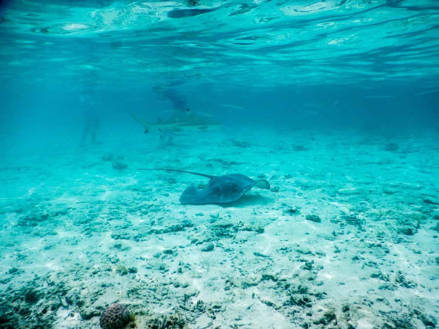 Bora Bora: Half-Day Lagoon Snorkelling Tour - Coral Garden snorkeling: convict tangs, anglefish, and hand-feeding bread