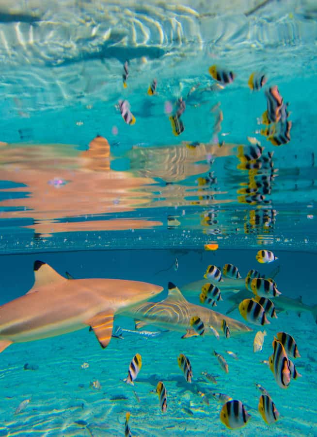 Bora Bora: Half-Day Lagoon Snorkelling Tour - Price and value for a 3-hour Bora Bora experience