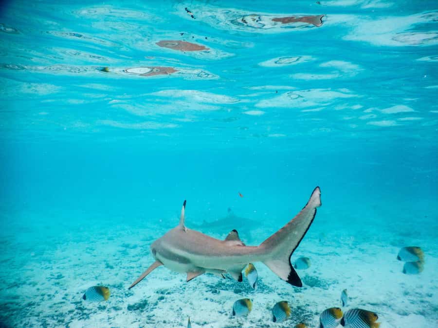 Bora Bora: Half-Day Lagoon Snorkelling Tour - Ray discovery in waist-deep water: velvet skin and fish feeding
