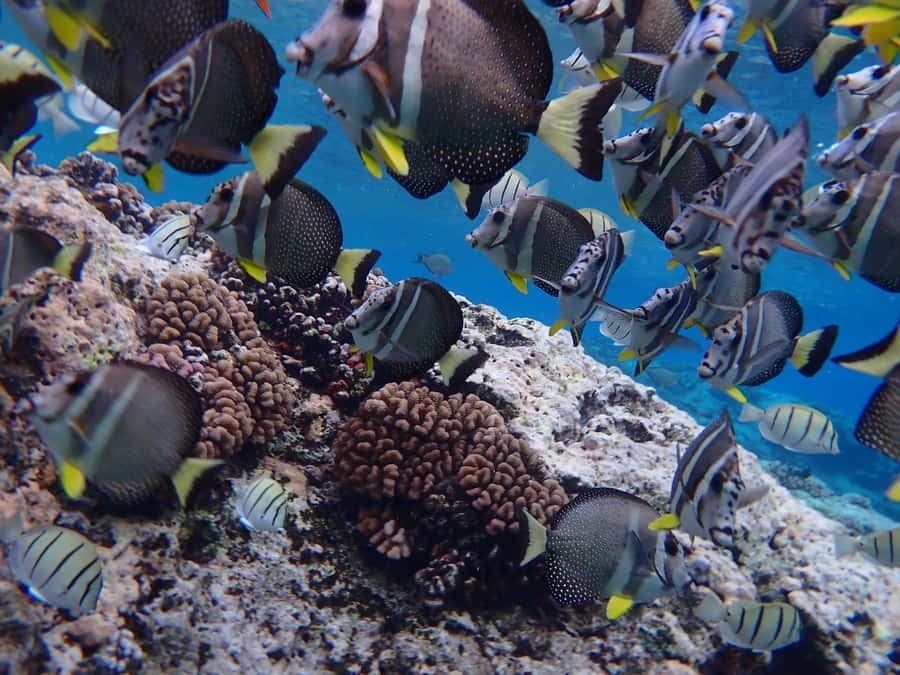 Bora Bora: Introductory Dive - Key Things That Make This Bora Bora Intro Session Worth It