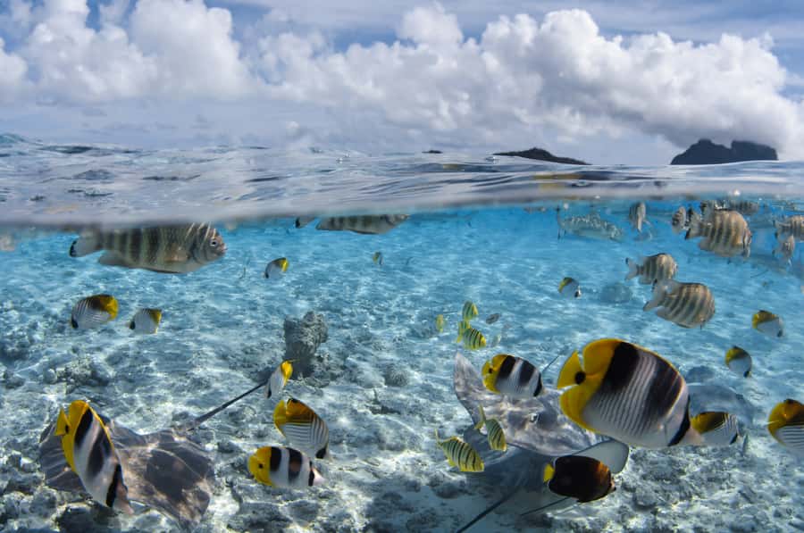 Bora Bora: Introductory Dive - Your Instructor Is Part of the Experience, Not an Afterthought