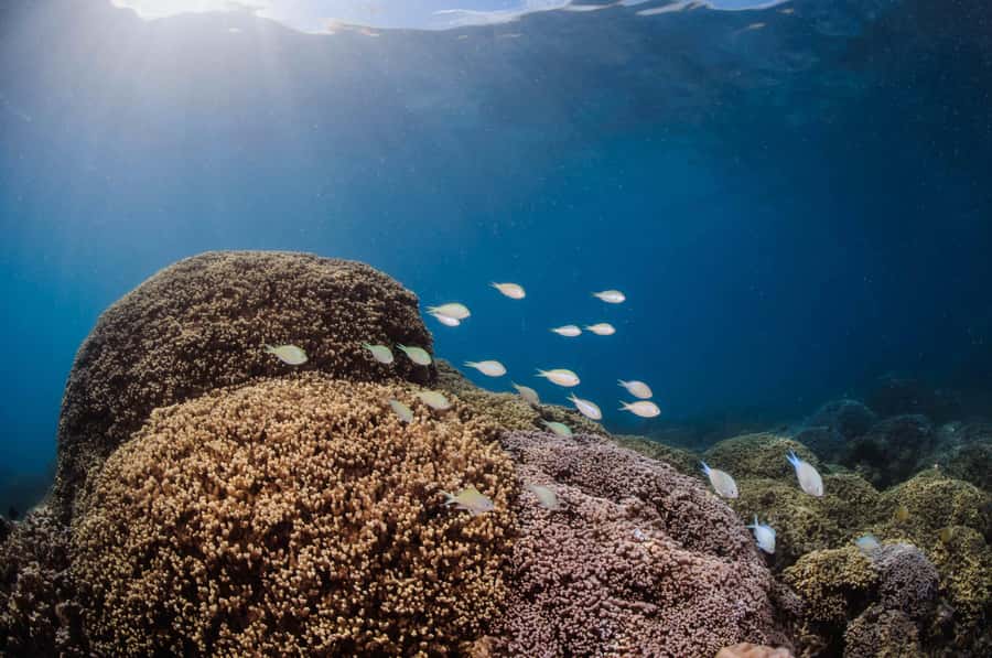 Bora Bora: Introductory Dive - Price and Value: Why $147 Makes Sense for a First Underwater Try