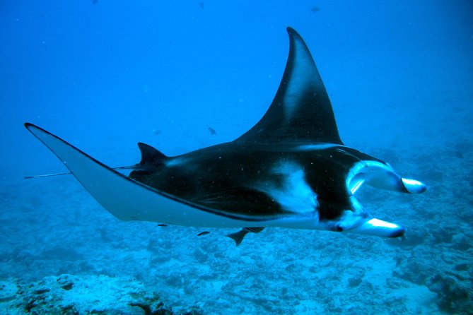 Bora Bora Jet Ski Tour, & Eco Shark / Ray Snorkel Cruise - What jet ski riding feels like in real life
