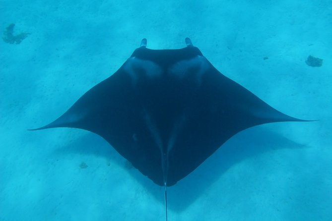 Bora Bora Lagoon Snorkeling Tour by Private Boat - Key Highlights You Will Actually Feel
