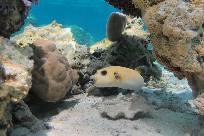 Bora Bora Lagoon Snorkeling Tour by Private Boat - What the 4 to 5 Snorkel Stops Feel Like (and Why Each One Matters)