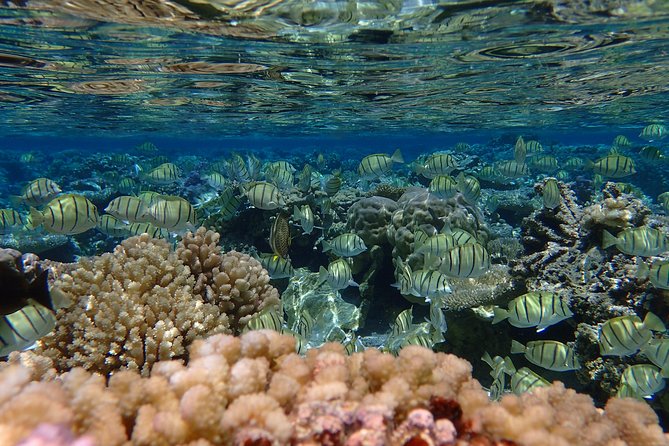 Bora Bora Lagoon Snorkeling Tour by Private Boat - Fitness and Entry: The One Thing to Check Before You Book