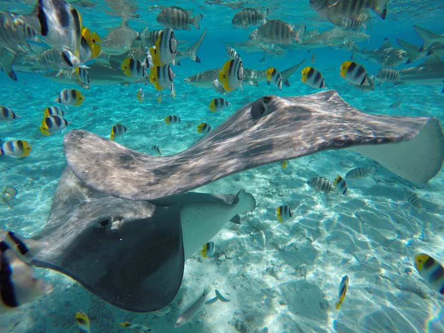 Bora Bora: Lagoon Tour and Snorkeling Experience - Entering the Bora Bora lagoon: what this tour is really like