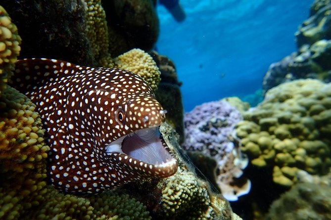 Bora Bora: Luxury Private Half Day Snorkeling Tour - Guides make the difference, and the reviews show it