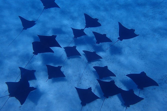 Bora Bora: Luxury Private Half Day Snorkeling Tour - Who this tour suits best