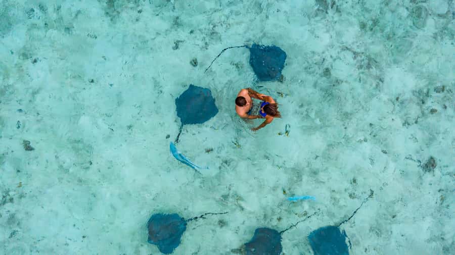 Bora Bora Luxury Tour and Beach Picnic - Eco-friendly respect for marine life, what you can actually expect