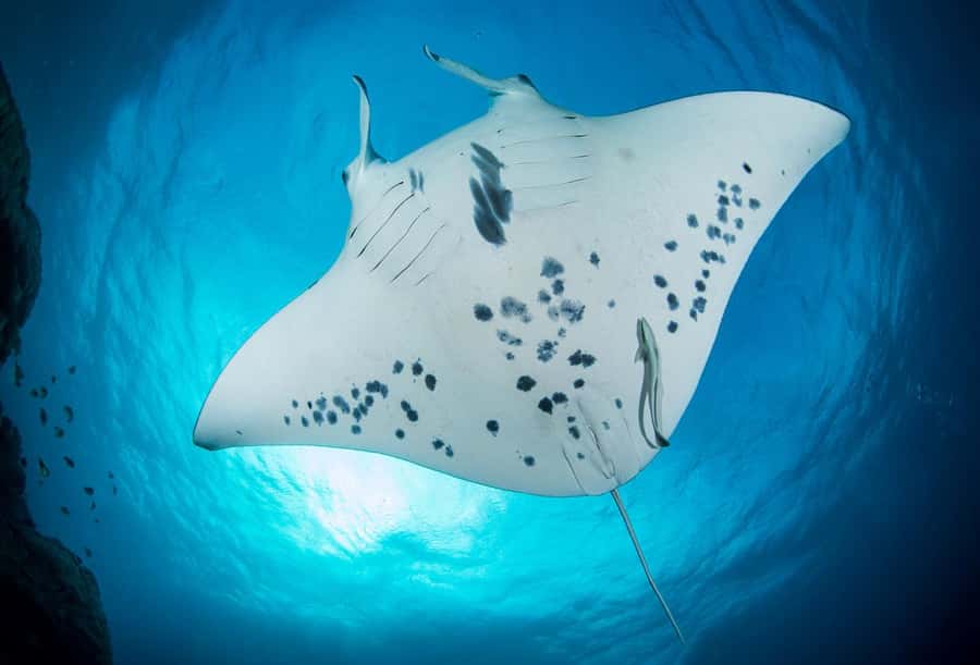 Bora Bora: Morning 2 tank dive for certified divers - Lagoon session: eagle ray and manta ray chances