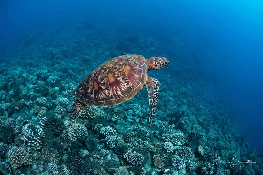 Bora Bora: Morning 2 tank dive for certified divers - Open-reef session targeting black tip and lemon sharks