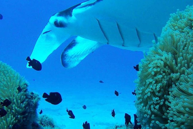 Bora Bora Private Lagoon Tours - Should You Book Bora Bora Private Lagoon Tours?