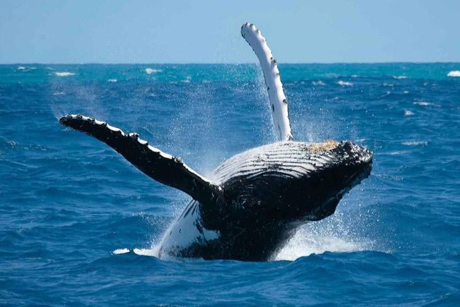 Bora Bora Whale Watching - Key things that make this tour work