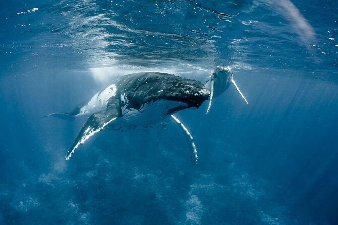 Bora Bora Whale Watching - The 26-Foot Inflatable Boat: Best for Spotting, Can Be Rough