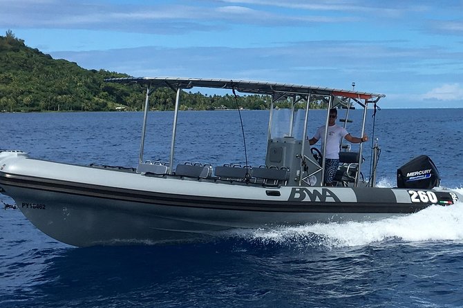 Bora Bora Whale Watching - What You Get Included, and What You’ll Need to Bring