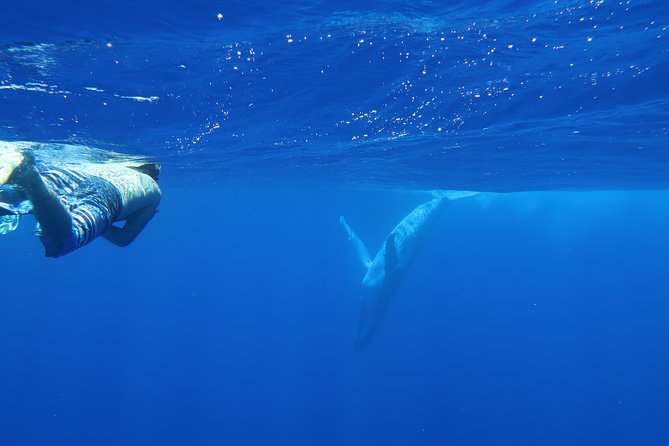 Bora Bora Whale Watching - Value at $309.73: What You’re Actually Buying
