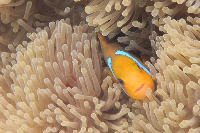 Combo Diving and Snorkeling Full Day Tour - A private Bora Bora water day that actually feels uncrowded
