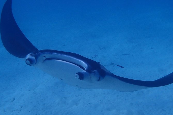 Combo Diving and Snorkeling Full Day Tour - Afternoon snorkeling in Bora Bora lagoons and reefs