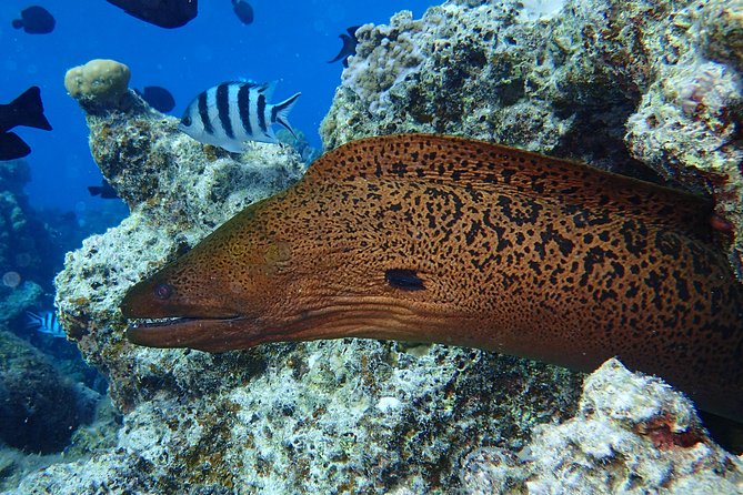 Combo Diving and Snorkeling Full Day Tour - Matira Beach lunch on a motu: why the break matters