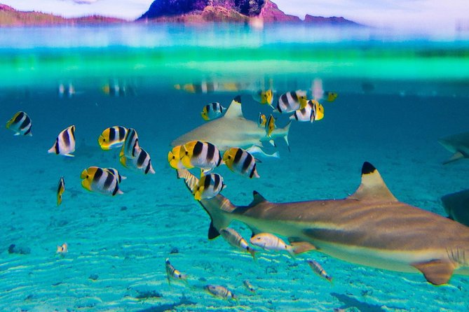 Combo Diving and Snorkeling Full Day Tour - Weather reality and timing: set expectations early