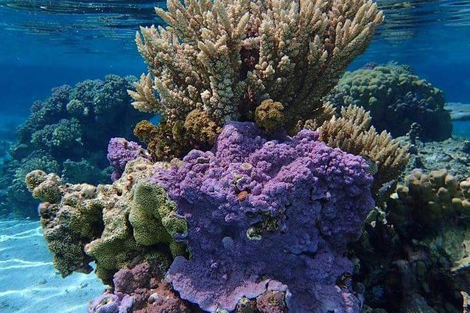Combo Diving and Snorkeling Half-Day Tour - Stop 1: a one-tank scuba session for new and certified students